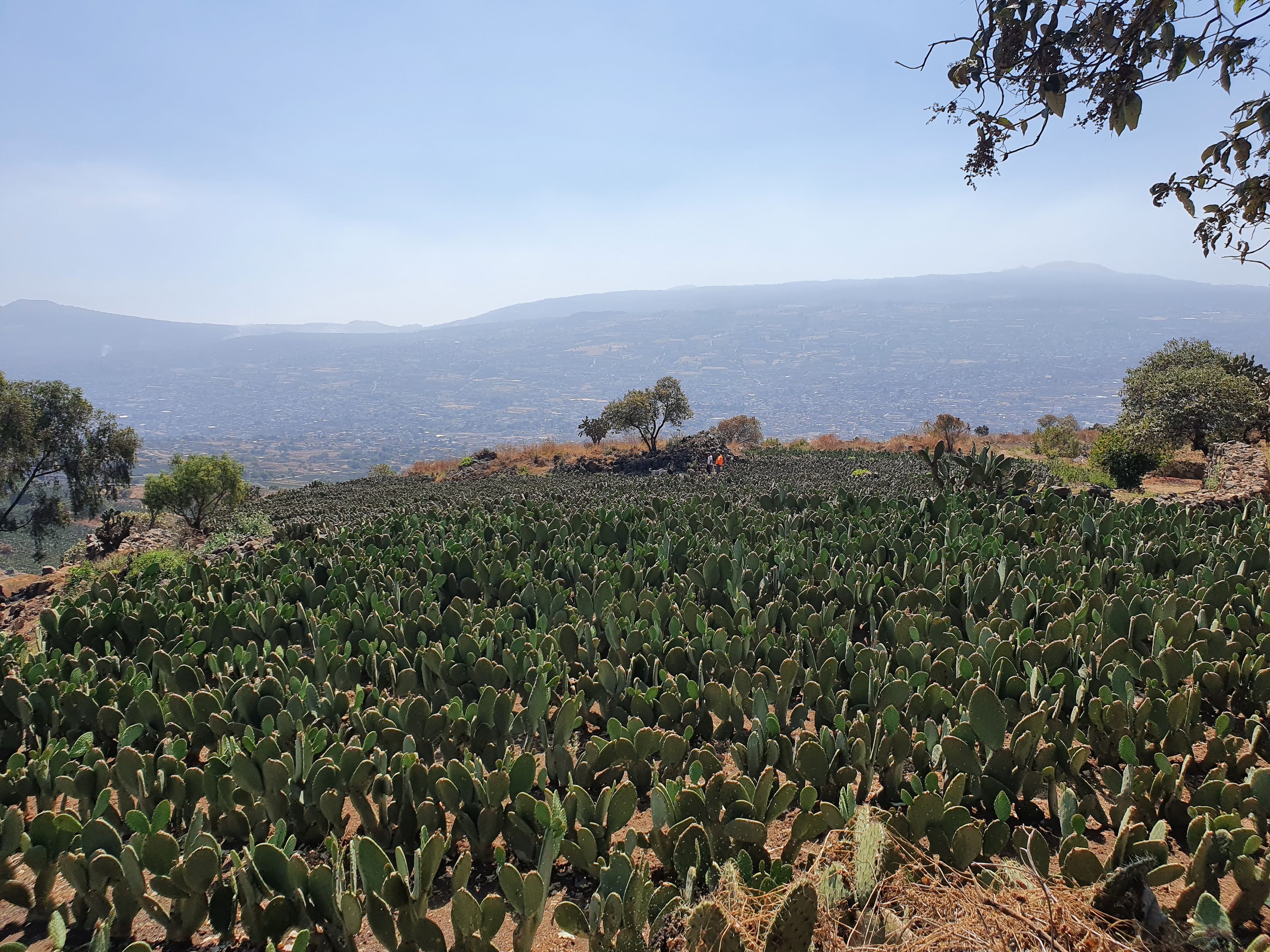 Calpulli Tecalco + Milpa Alta